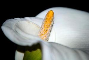 flor cala blanca photo