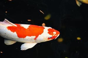 poissons koi et poissons rouges nageant dans un étang avec une fontaine photo
