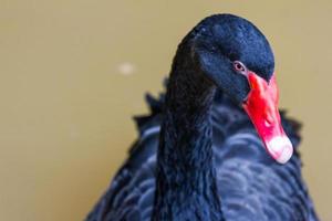 cygne noir nageant dans le zoo photo