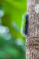 chenille d'ours laineux photo