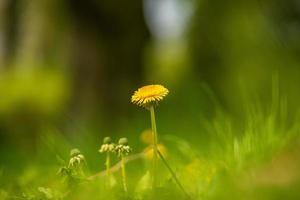 fleur de pissenlit solitaire sur fond vert photo