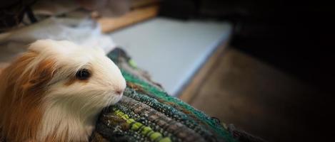 hamster blanc. petit hamster de compagnie sur cage en plastique et bois. photo