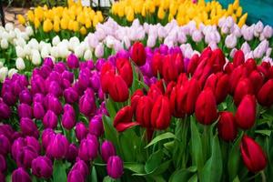 champ de tulipes fraîches lumineuses. fête printanière des fleurs. photo