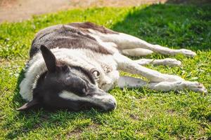 chien domestique dort sur l'herbe sous le soleil du printemps. photo