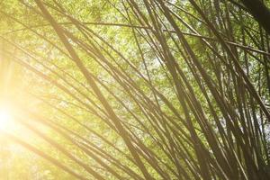 bambou du jardin huntington photo