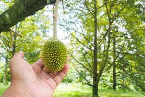 concept thaïlandais de fruits et de durian photo