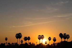 lever du soleil silhouette palmier à sucre. photo