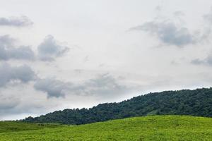 colline couverte de haricots verts. photo