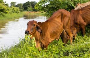 vaches broutant le canal côtier. photo