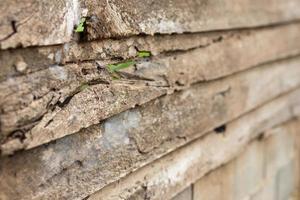 vieux mur en bois désintégré. photo