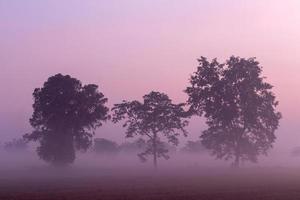 arbres et brouillard couverts de rizières. photo