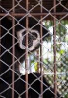 gibbon dans une cage. photo