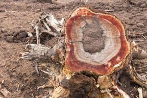 souche de tronc avec termites. photo