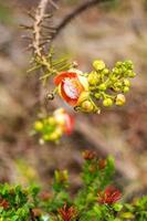 scène de fleur de sal floue. photo