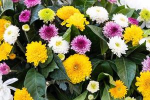 souci, chrysanthème, gerbera. photo