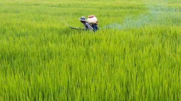 fermier pulvérisant de l'engrais dans le riz paddy. photo