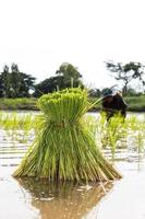 repiquer les plants de riz. photo
