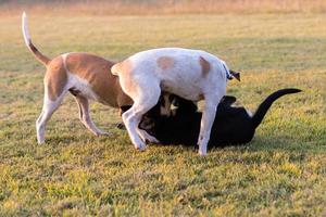 thaïlande trois chiens jouent. photo