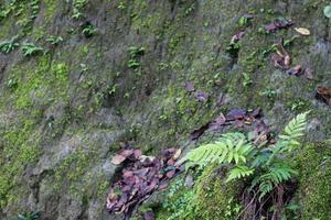 mur de falaise avec fougère mousseuse. photo