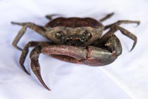 crabe des champs sur tissu blanc. photo