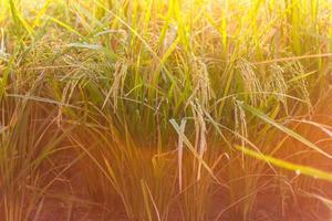 riz à grain fin jaune clair. photo