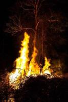 arbre de flamme la nuit. photo