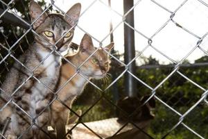 les chats sont rétro-éclairés dans une cage. photo