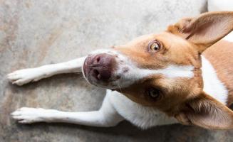 au-dessus du regard du chien. photo