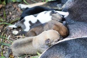 près d'allaiter les chiots endormis. photo