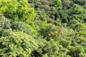 vue d'en haut, feuilles, arbres. photo