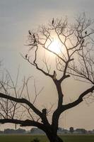 branches sèches silhouettée avec des oiseaux au soleil. photo