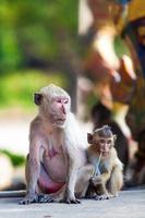 famille de singe