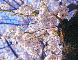 Belles fleurs de sakura à busan, corée du sud photo