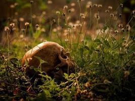 la nature morte d'un long crâne humain décédé, située au milieu d'une forêt