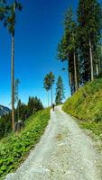 chemin dans les montagnes avec des arbres photo