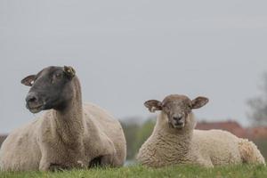 moutons sur un pré photo