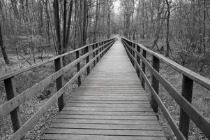 pont vers la forêt photo