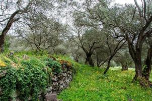 arbres avec mur de pierre photo