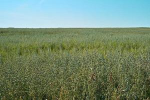 champ avec des épis verts d'avoine contre le ciel bleu par beau temps, agriculture photo