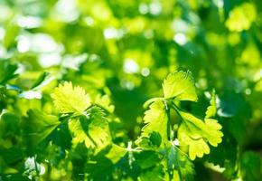 fond vert clair de feuilles de persil frais au soleil, concept de printemps et d'été photo