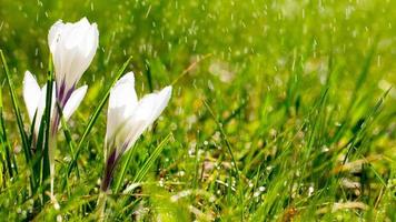 fleurs de crocus sur le pré au soleil sous la pluie. bannière longue largeur photo