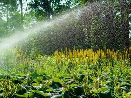 aménagement paysager, beau parc avec fleurs et conifères, kotka, parc isopuisto, finlande. photo