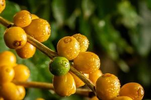 maturation des grains de café, café frais, branche de baies jaunes, agriculture industrielle sur arbre. grain de café sur l'arbre. photo