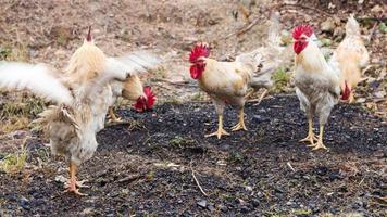 beaucoup de poulets blancs et jaunes au sol. photo