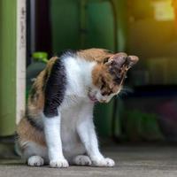 chat jaune et blanc se léchant. photo