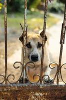 un chien thaïlandais se dresse avec prudence en regardant quelque chose de suspect. photo