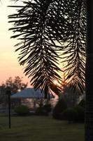 feuilles de palmier noires avec le soleil se levant sur le toit. photo