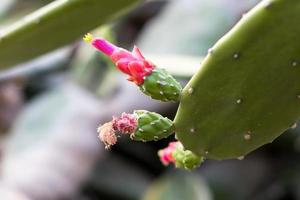 fleur rouge de cactus vert. photo