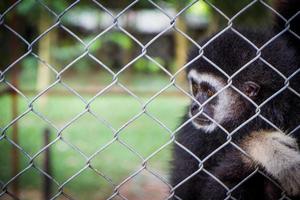 gibbon noir triste dans une cage photo