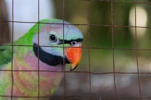 gros plan sur les perroquets amazones des yeux photo